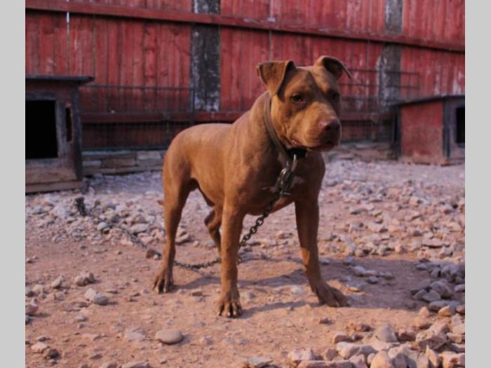 americki pit bul štenci besplatni mali oglasi