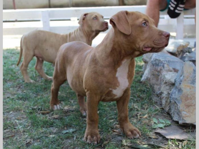 americki pit bul štenci besplatni mali oglasi