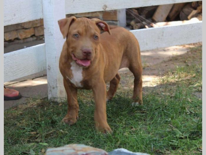 americki pit bul štenci besplatni mali oglasi