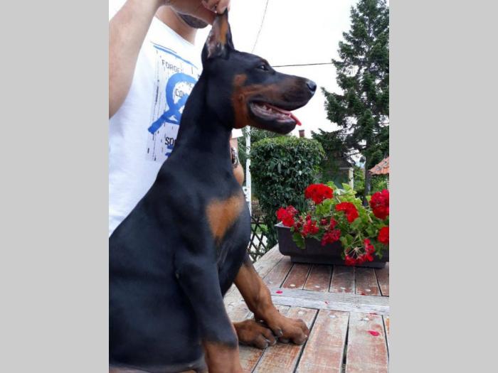 prodajem vrhunske štence dobermana besplatni mali oglasi