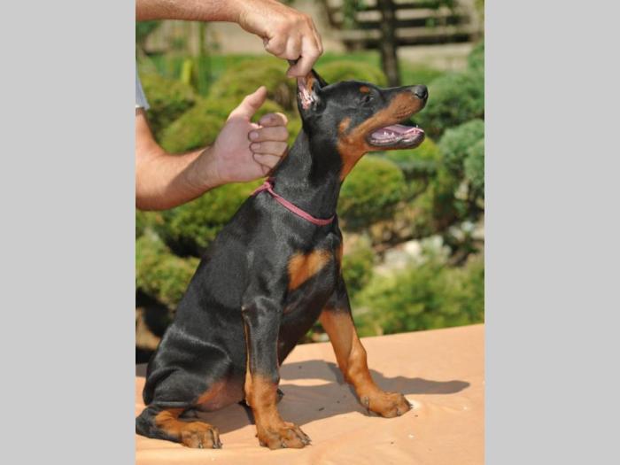 prodajem vrhunske štence dobermana besplatni mali oglasi