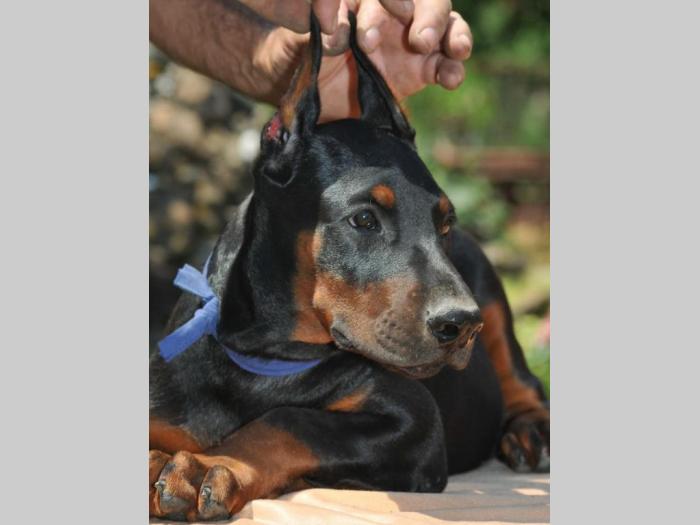 prodajem vrhunske štence dobermana besplatni mali oglasi