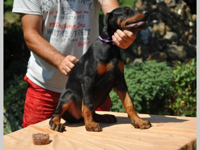 prodajem vrhunske štence dobermana besplatni mali oglasi