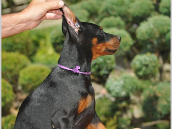 prodajem vrhunske štence dobermana besplatni mali oglasi