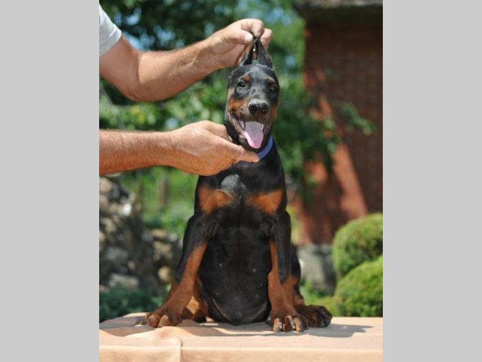 prodajem vrhunske štence dobermana besplatni mali oglasi