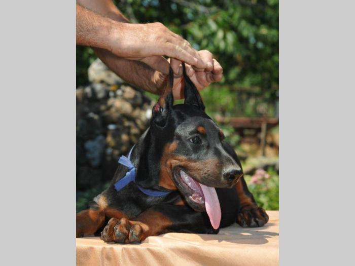 prodajem vrhunske štence dobermana besplatni mali oglasi