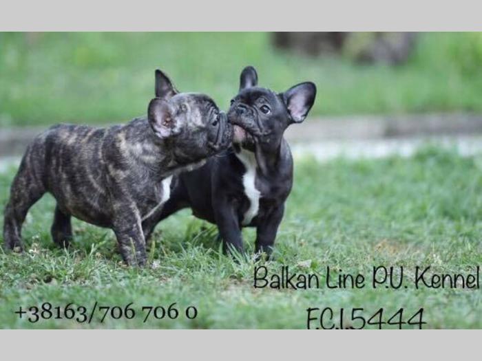 francuski buldog dva šteneta na prodaju besplatni mali oglasi