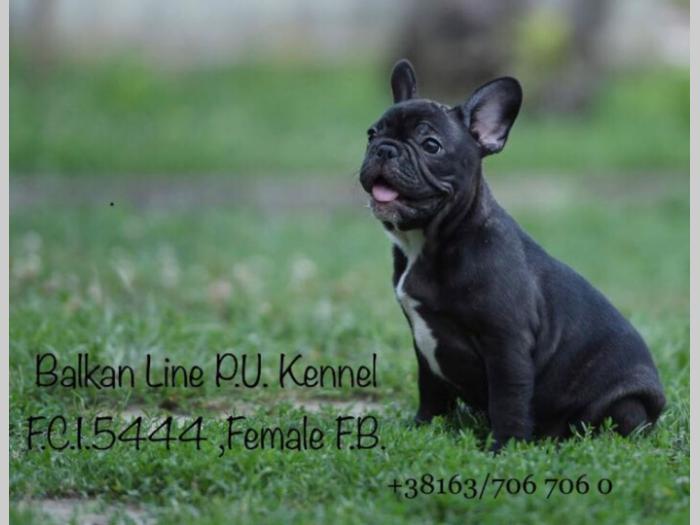 francuski buldog dva šteneta na prodaju besplatni mali oglasi