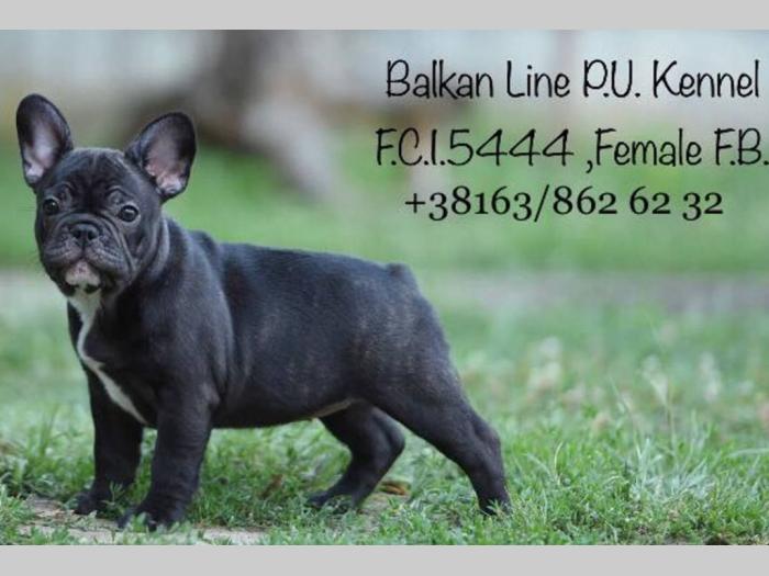 francuski buldog dva šteneta na prodaju besplatni mali oglasi