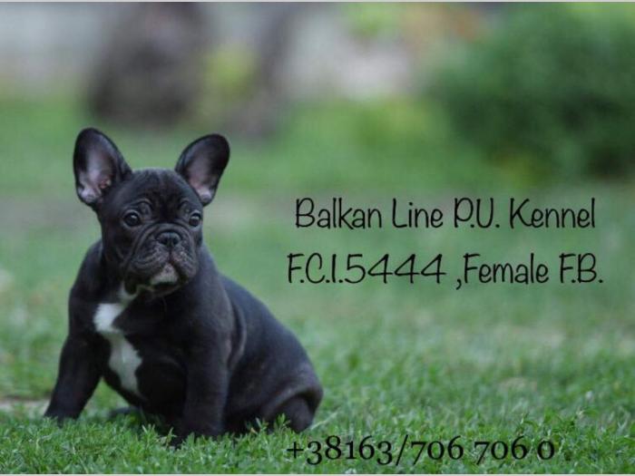 francuski buldog dva šteneta na prodaju besplatni mali oglasi