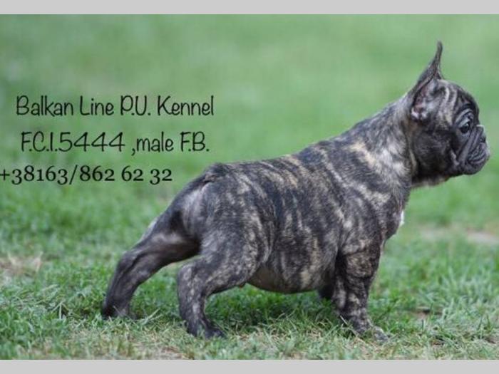 francuski buldog dva šteneta na prodaju besplatni mali oglasi