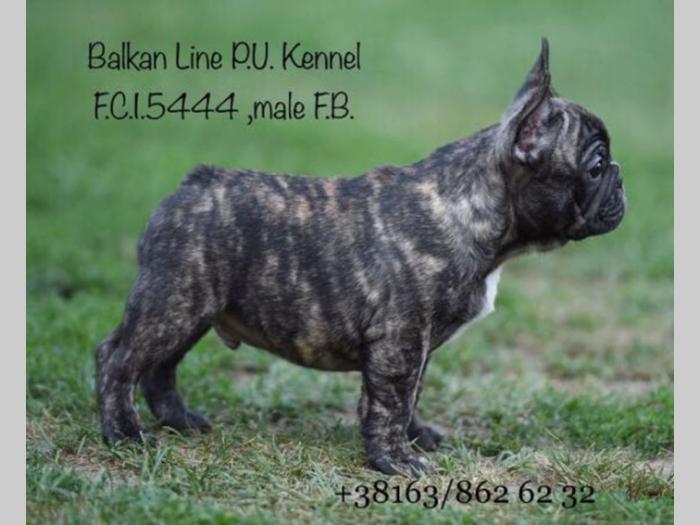 francuski buldog dva šteneta na prodaju besplatni mali oglasi