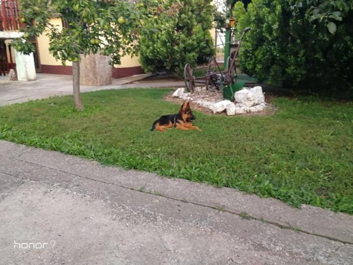 nemački ovčar štenci prodaja besplatni mali oglasi