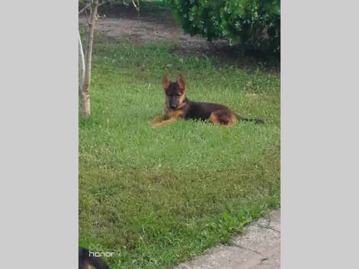 nemački ovčar štenci prodaja besplatni mali oglasi