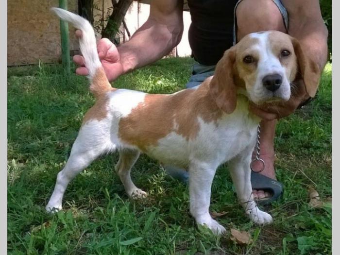 bigl, mlada, dvobojna ženka na prodaju besplatni mali oglasi