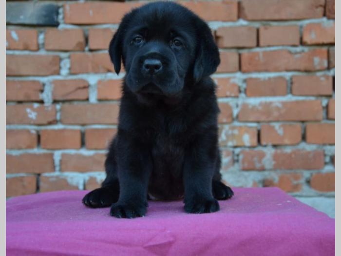 labrador retriver vrhunska štenad besplatni mali oglasi