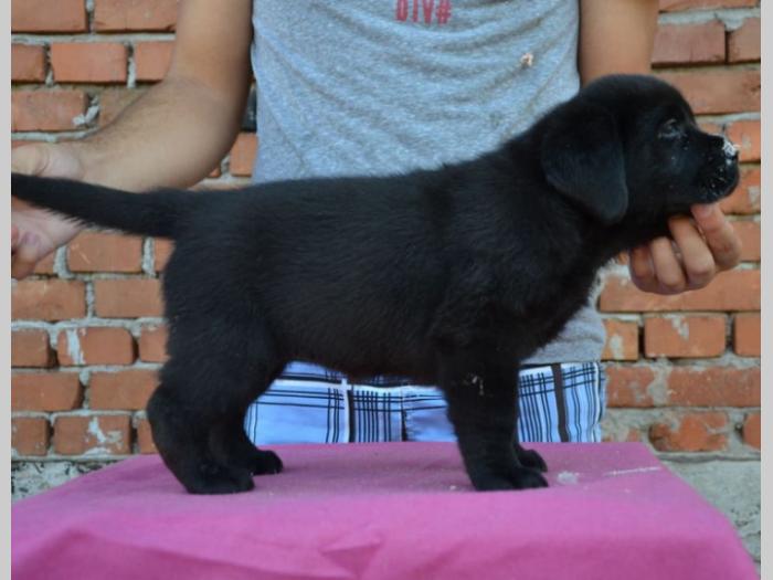 labrador retriver vrhunska štenad besplatni mali oglasi