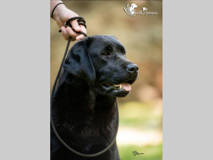 labrador retriver vrhunska štenad besplatni mali oglasi
