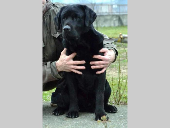 labrador retriver vrhunska štenad besplatni mali oglasi