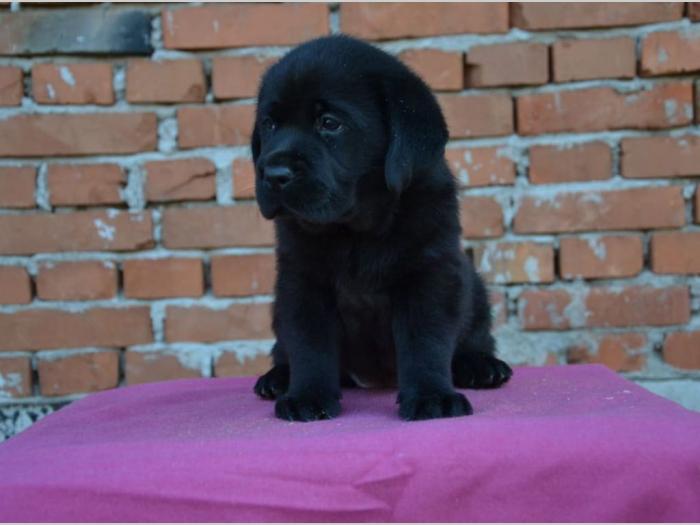 labrador retriver vrhunska štenad besplatni mali oglasi