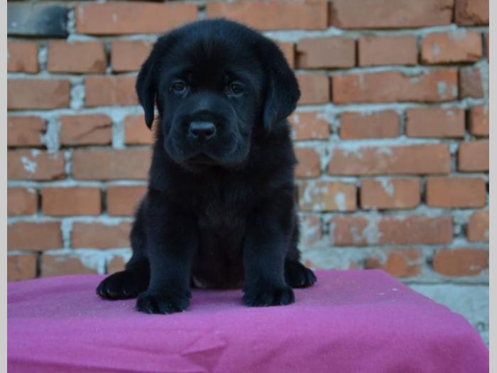 labrador retriver vrhunska štenad besplatni mali oglasi