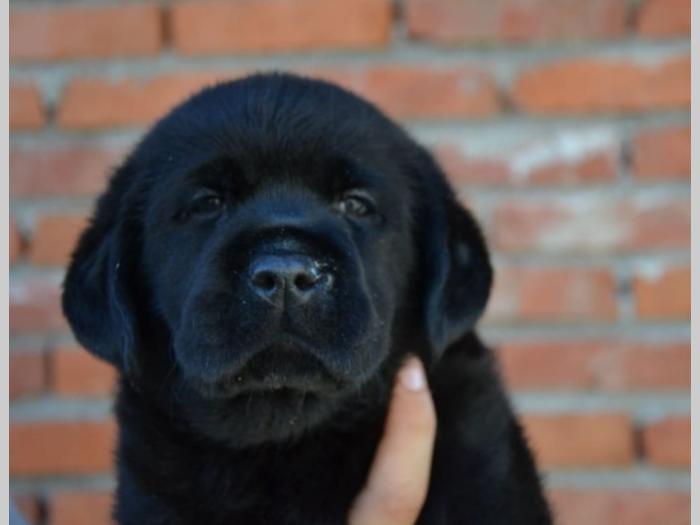 labrador retriver vrhunska štenad besplatni mali oglasi