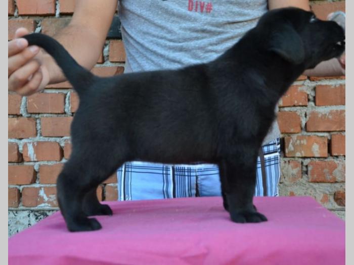 labrador retriver vrhunska štenad besplatni mali oglasi