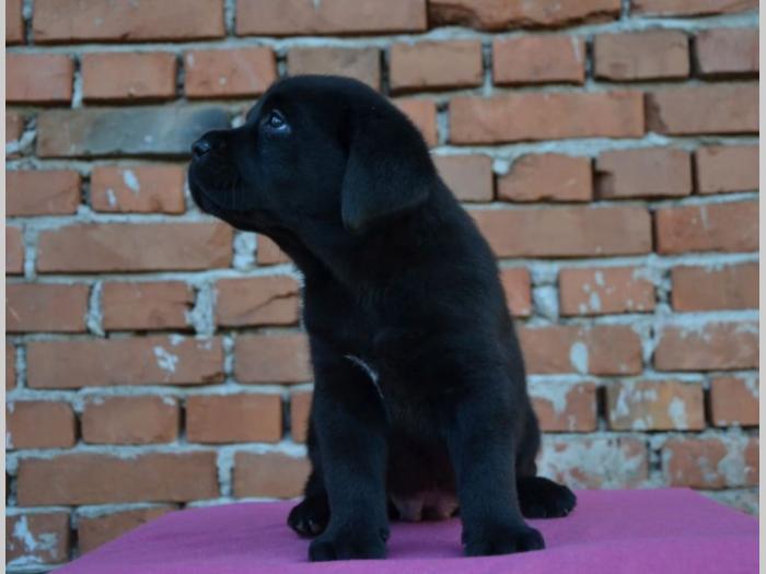 labrador retriver vrhunska štenad besplatni mali oglasi