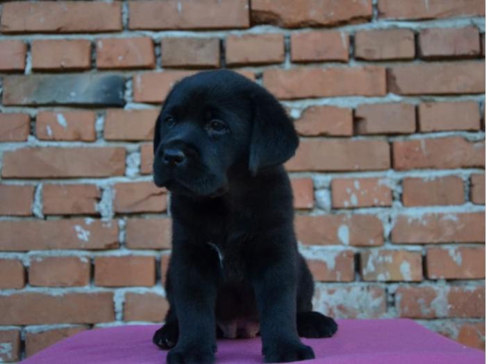 labrador retriver vrhunska štenad besplatni mali oglasi