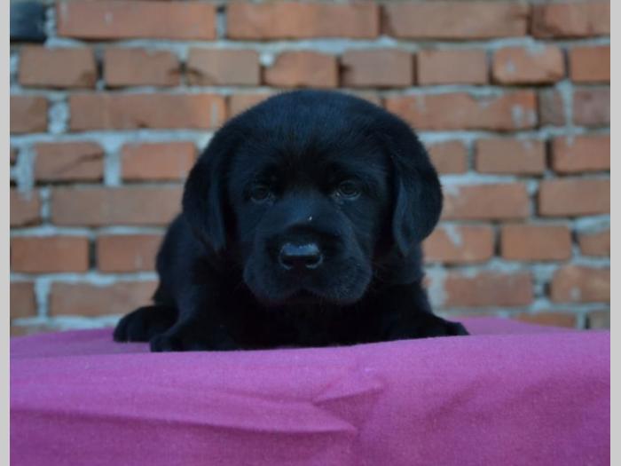 labrador retriver vrhunska štenad besplatni mali oglasi