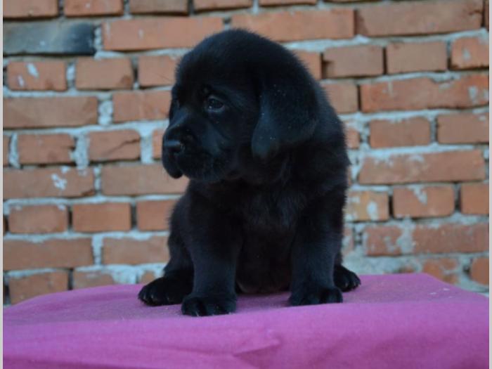 labrador retriver vrhunska štenad besplatni mali oglasi