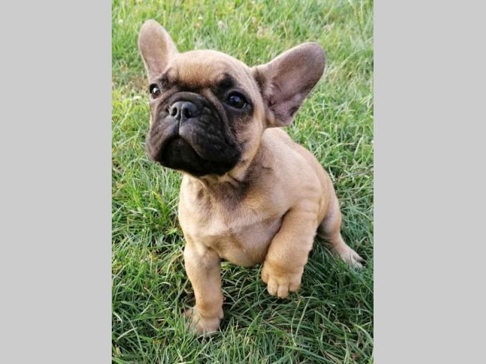 francuski buldog prvoklasni štenci besplatni mali oglasi