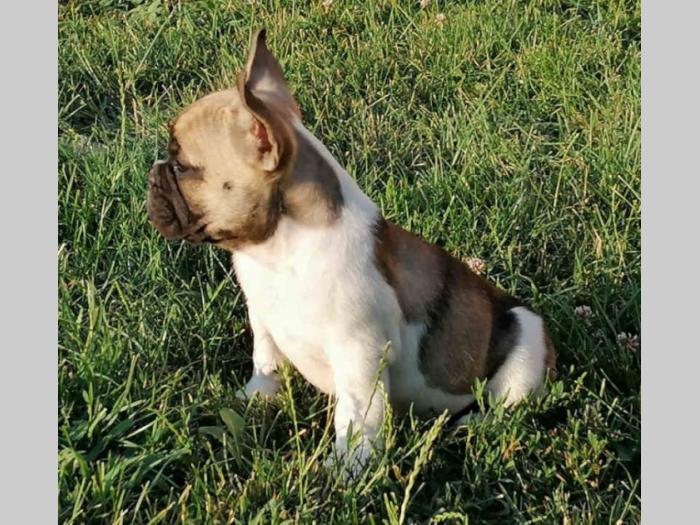 francuski buldog prvoklasni štenci besplatni mali oglasi