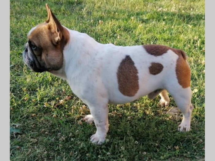 francuski buldog prvoklasni štenci besplatni mali oglasi