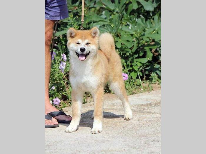 akita inu štenci odličnog kvaliteta besplatni mali oglasi
