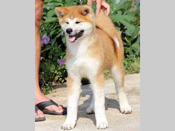 akita inu štenci odličnog kvaliteta besplatni mali oglasi