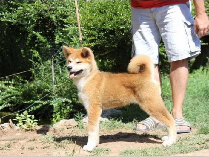 akita inu štenci odličnog kvaliteta besplatni mali oglasi