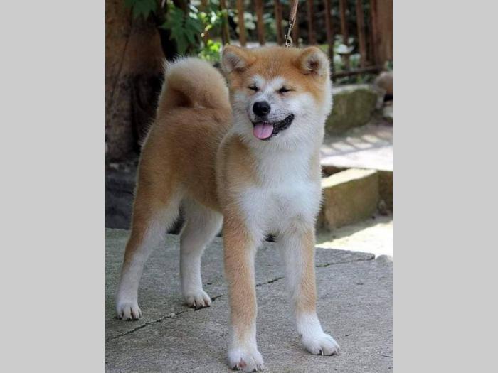 akita inu štenci odličnog kvaliteta besplatni mali oglasi