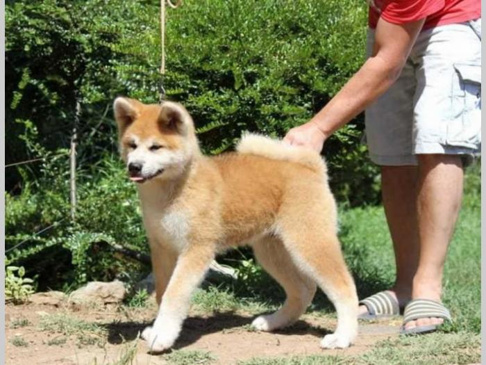 akita inu štenci odličnog kvaliteta besplatni mali oglasi