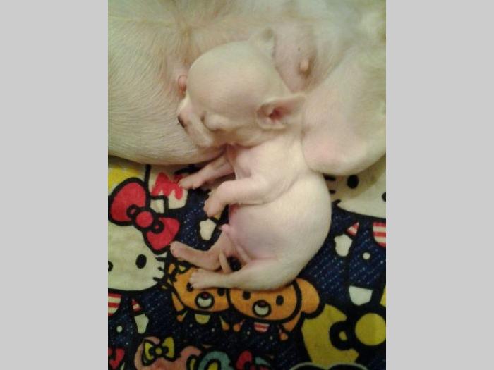 mini čivave odgajivačnica iprincess chihuahua besplatni mali oglasi