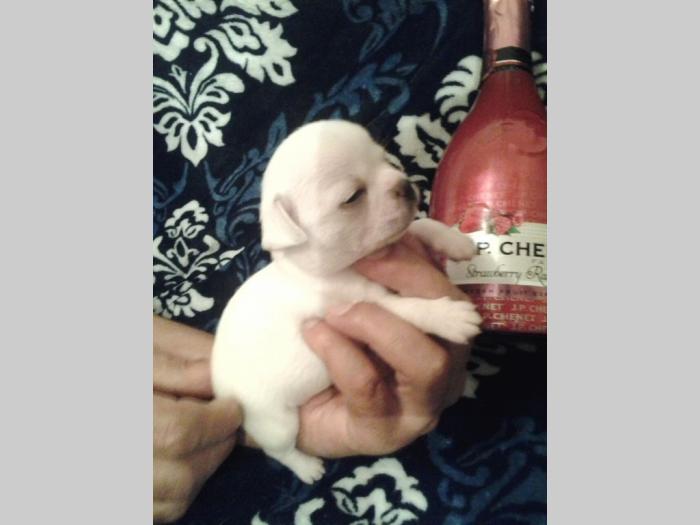 mini čivave odgajivačnica iprincess chihuahua besplatni mali oglasi