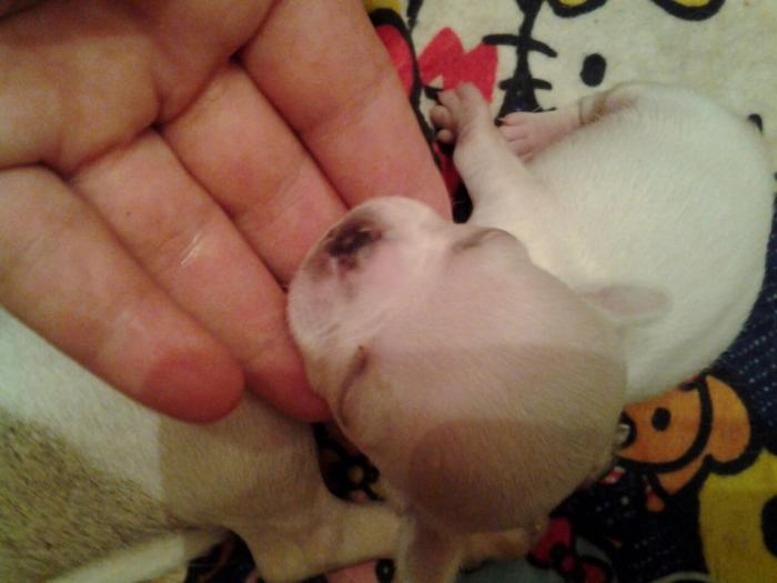 mini čivave odgajivačnica iprincess chihuahua besplatni mali oglasi