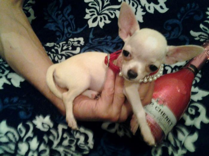 mini čivave odgajivačnica iprincess chihuahua besplatni mali oglasi