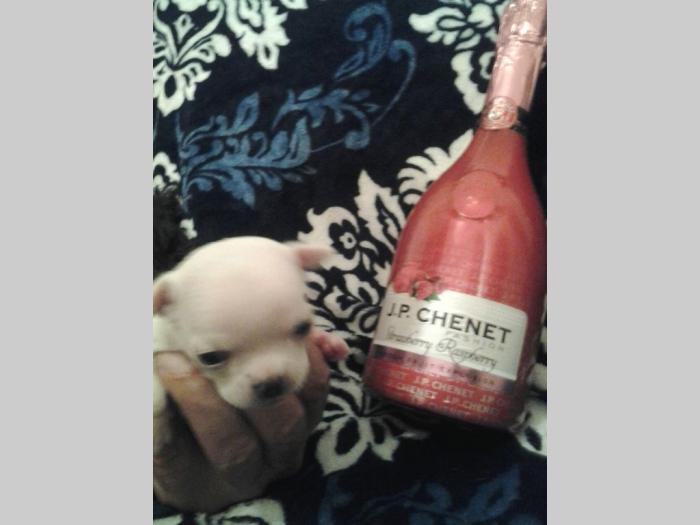 mini čivave odgajivačnica iprincess chihuahua besplatni mali oglasi