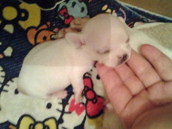 mini čivave odgajivačnica iprincess chihuahua besplatni mali oglasi