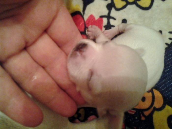 mini čivave odgajivačnica iprincess chihuahua besplatni mali oglasi