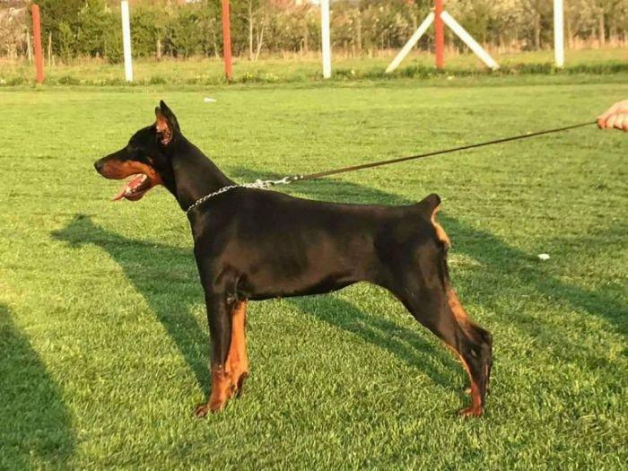 doberman štenci muški i ženski, crne boje na prodaju besplatni mali oglasi