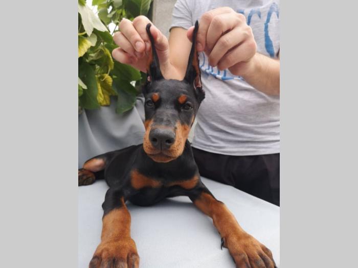 doberman štenci muški i ženski, crne boje na prodaju besplatni mali oglasi