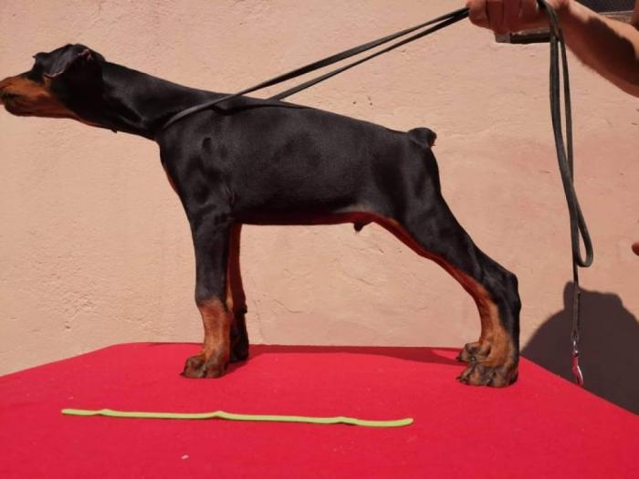 doberman štenci muški i ženski, crne boje na prodaju besplatni mali oglasi
