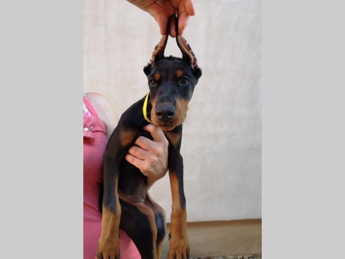 doberman štenci muški i ženski, crne boje na prodaju besplatni mali oglasi